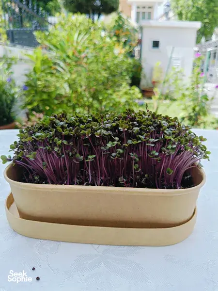 Purple microgreens sprouting in a planter on a table, with a garden blurred behind—Urban Green Dot workshops in Singapore