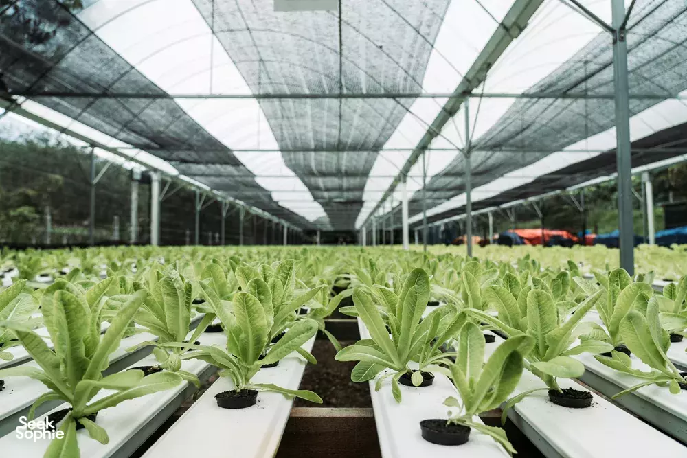 Seek Sophie option picture