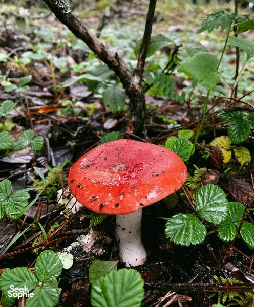 Red-capped mushroom growing on the forest floor along the Jade Dragon Snow Mountain hike near Lijiang