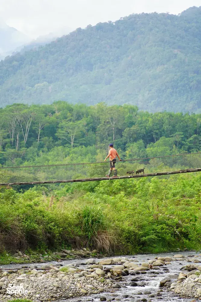 Seek Sophie option picture