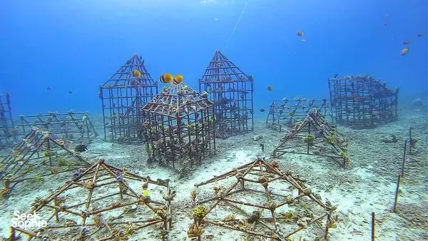 4 day reef conservation in Bali