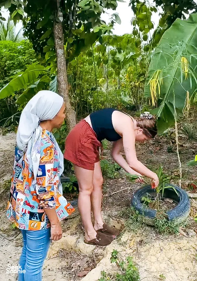 Kebun Lidstari host and guest tending seedlings with a watering can in Langkawi’s permaculture farmstay vegetable beds.