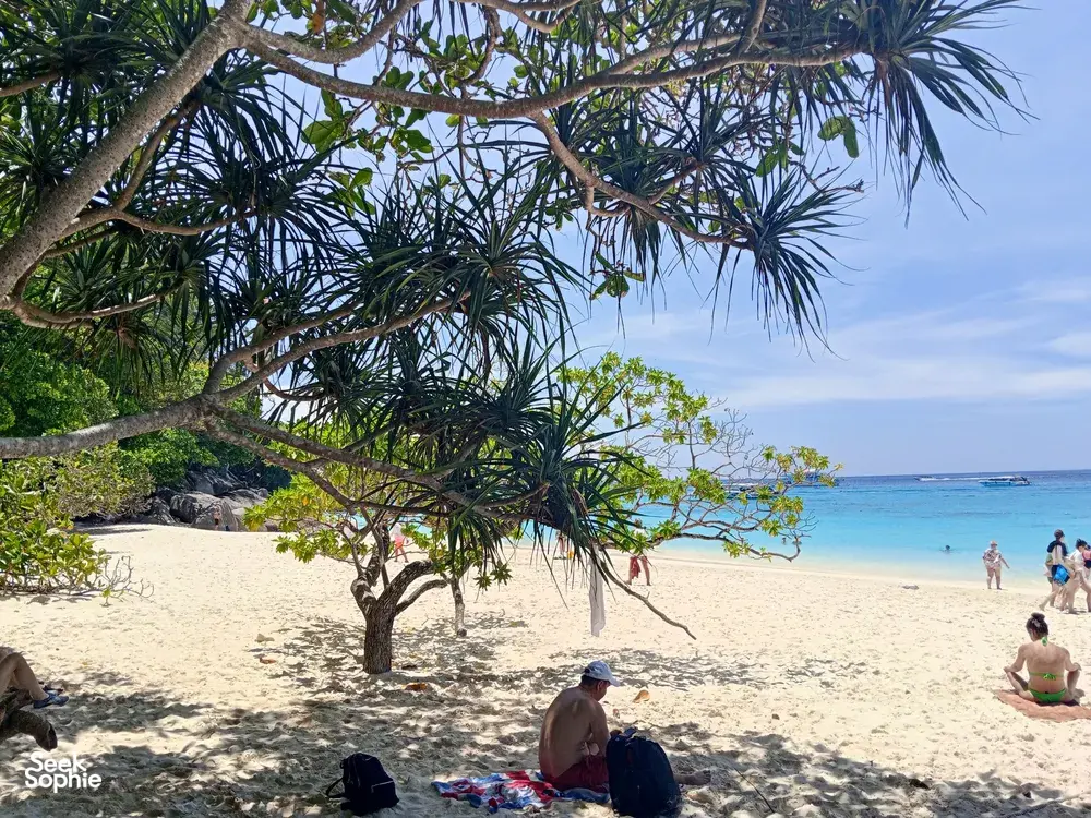 Seek Sophie option picture