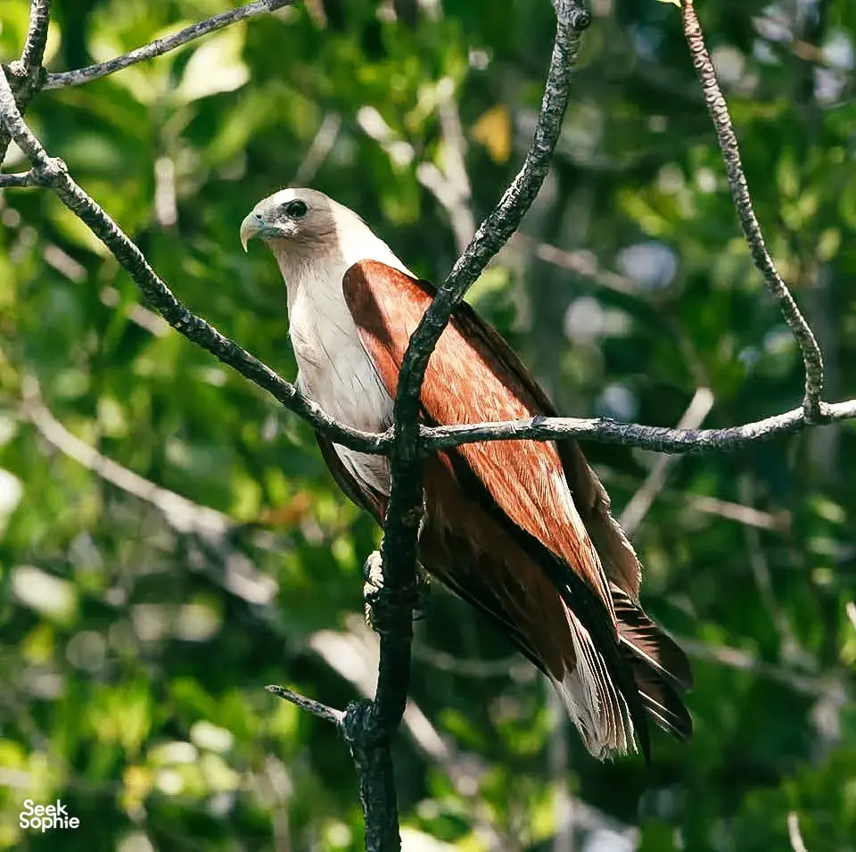 White bird with long tail perched on mangrove branches, highlighting wildlife spotting on a Langkawi eco-nature tour