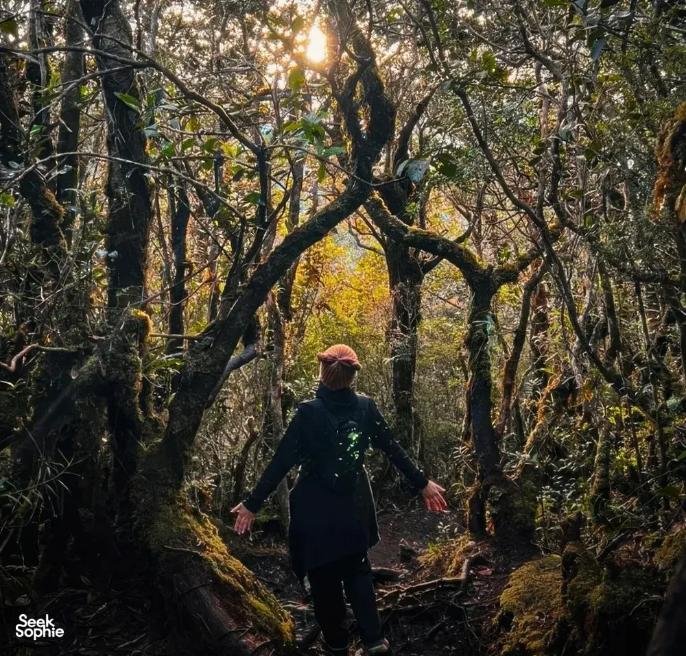 Seek Sophie option picture