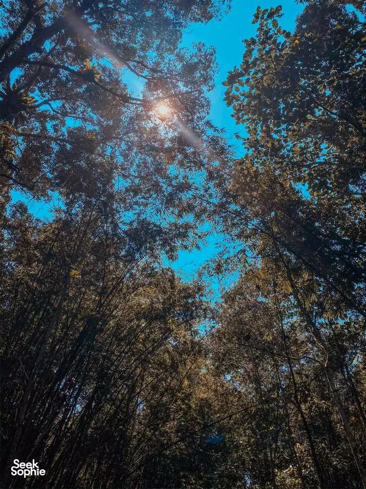 Seek Sophie option picture