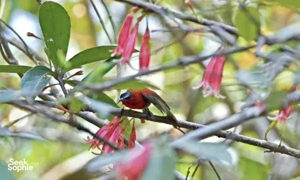 Discover Khao Sok’s Birdlife with a Local Birdwatching Expert