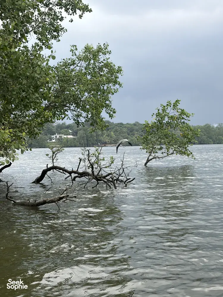 Muddy mangrove estuary near Johor Bahru with waterlogged roots and branches, showing coastal nature on the Orang Seletar heritage tour