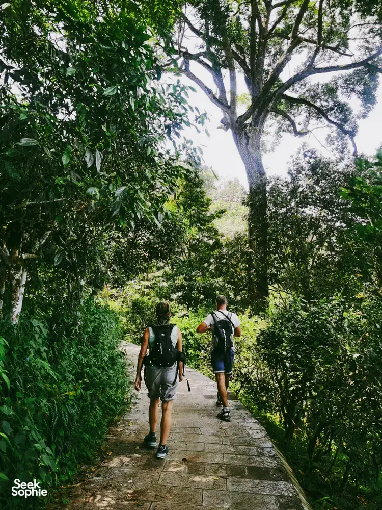 Wisatawan mendaki di jalur batu melewati hutan rimbun di Xishuangbanna, dipandu dalam perjalanan sehari privat