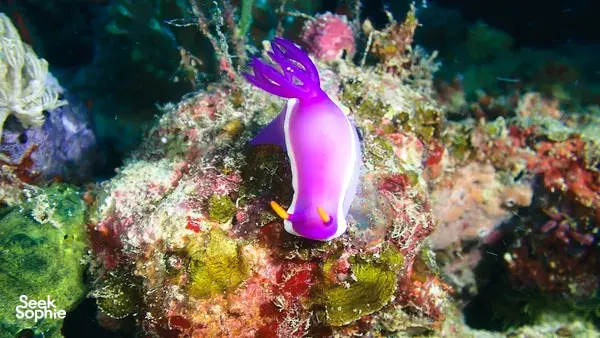 Purple sea slug nudibranch on a reef during macro diving in Semporna, part of the Luma Selakan 2D1N experience