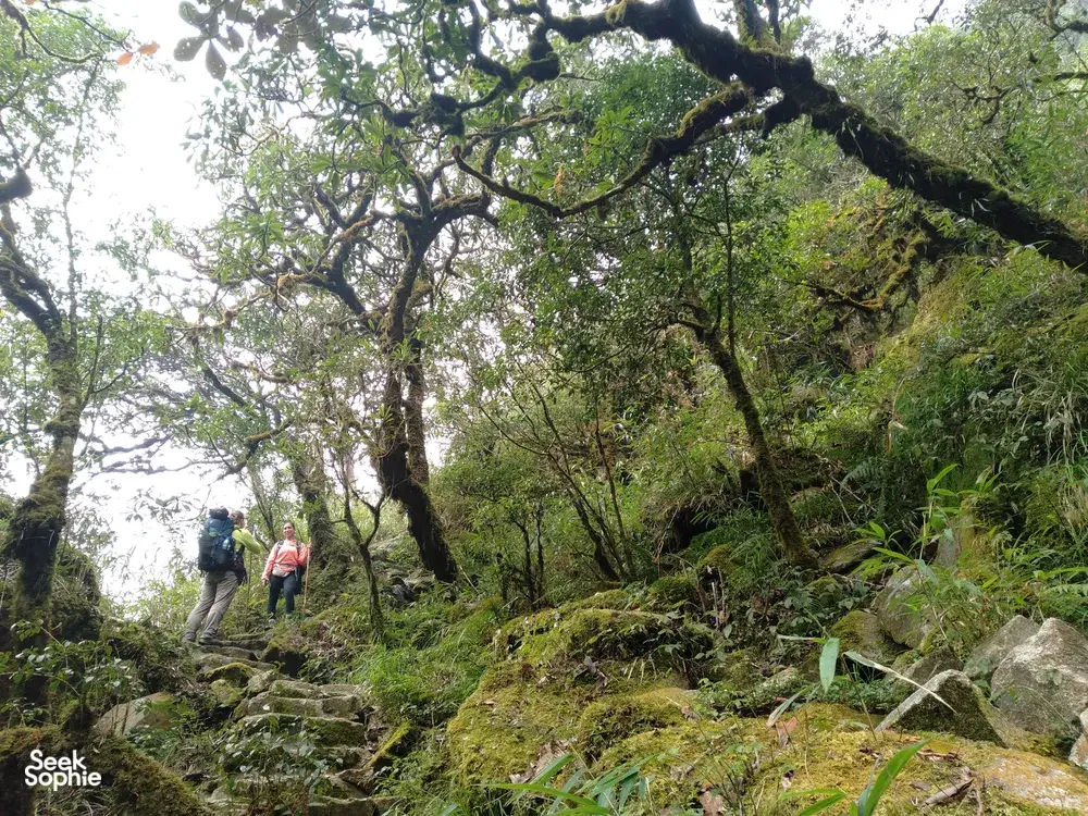 Seek Sophie option picture