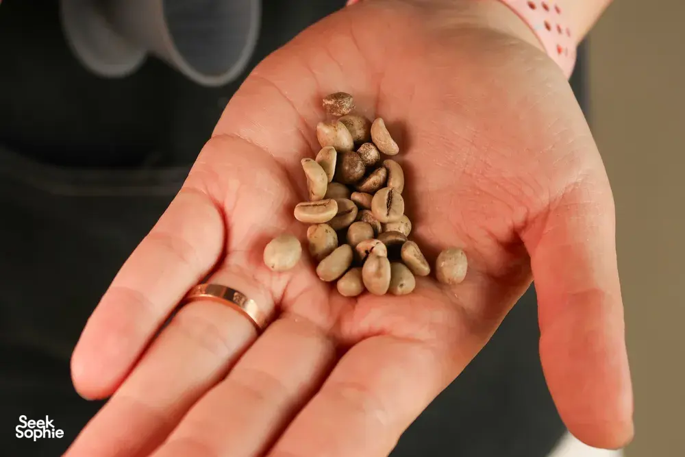 Close-up of coffee beans cupped in a palm during a Lijiang session with Seeker Yunnan Coffee Estate workshop