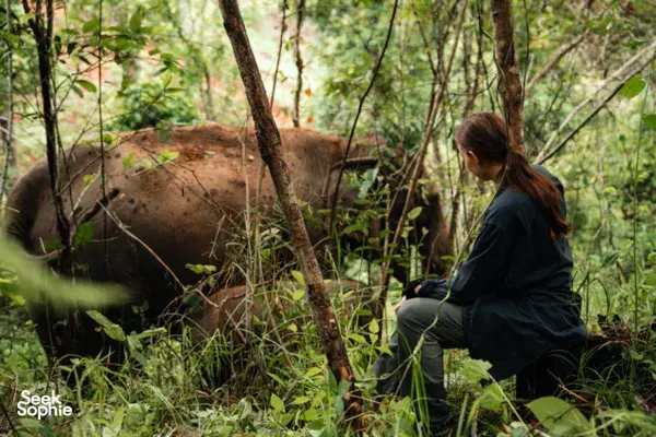 Woman quietly watching an elephant in dense greenery during an ethical observation walk on the Hidden Doi Inthanon trails
