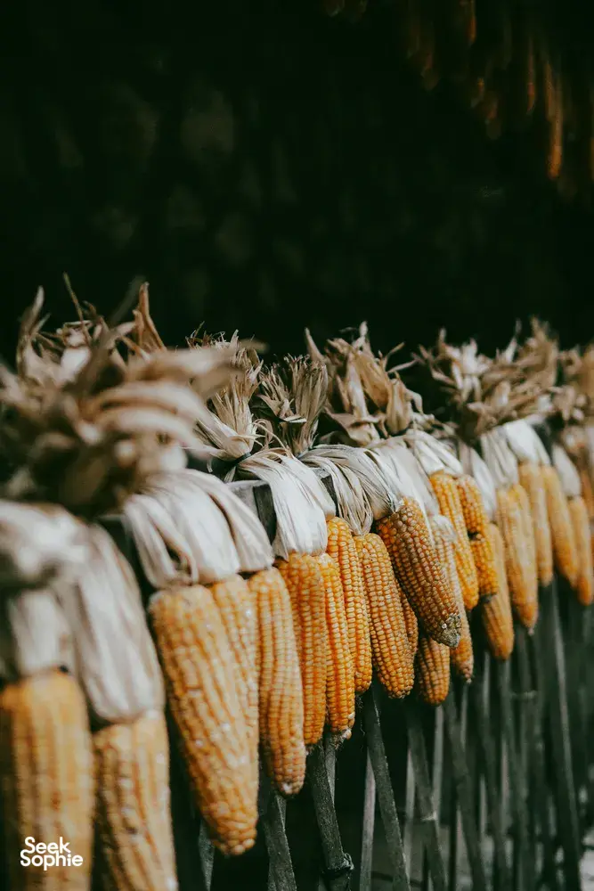 Corn cobs hanging on strings to dry at a farm in Cao Bang, captured in a warm, close-up view