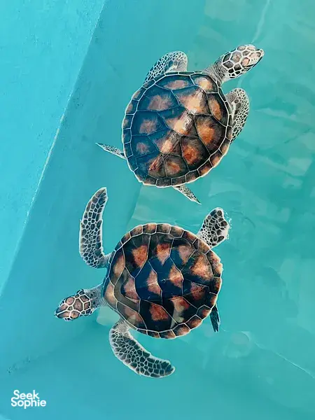 Two sea turtles gliding underwater, part of Hands Experiences Thailand’s turtle conservation programme in Khao Lak