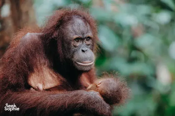 Sandakan Day Trip: Orangutan, Sun Bears, Rainforest Discovery Centre & Fireflies Cruise