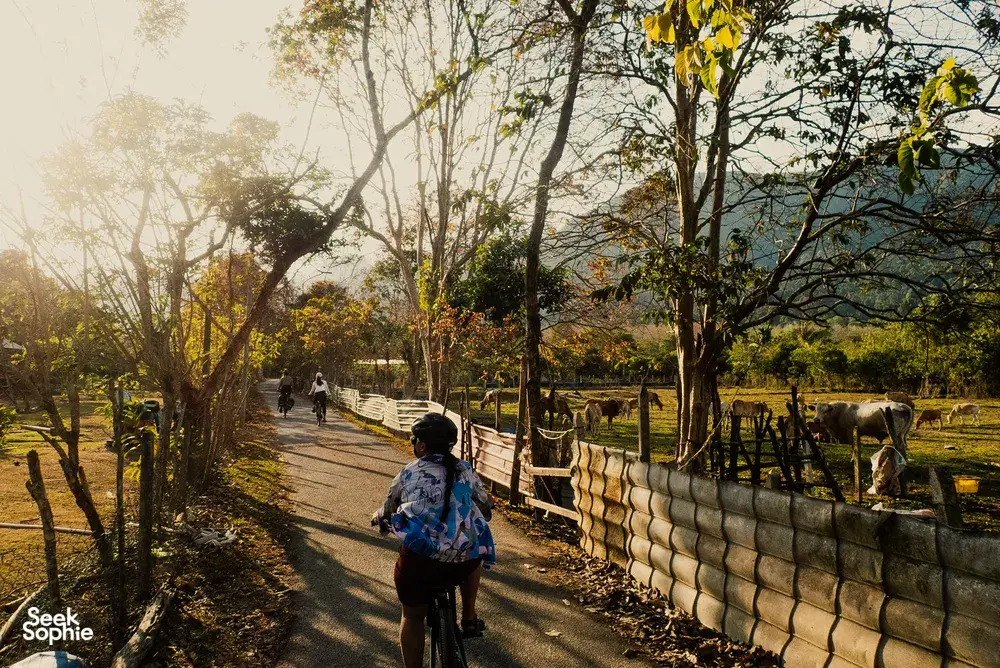 A cyclist in Langkawi heads down a shaded country lane as other riders follow on a Bicycle Day Langkawi ride