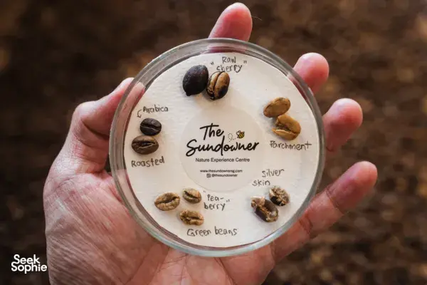 Hand holding a round coffee sample tin showing roast names and beans at a cupping session, workshops in Singapore
