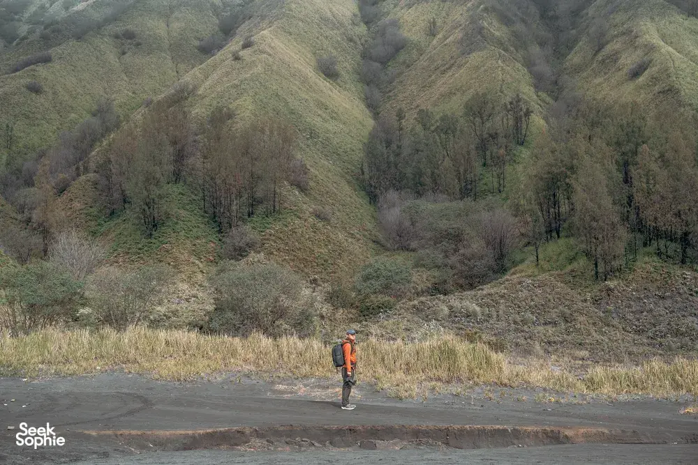 Seek Sophie option picture