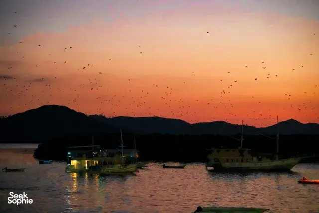 Boats moored at dusk as many bats fly across the sunset sky over the hills on a Komodo day trip in Labuan Bajo