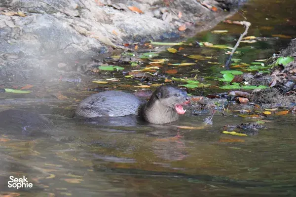 Wild animal surfacing and splashing in a shallow stream as lily pads float by, in Khao Yai National Park