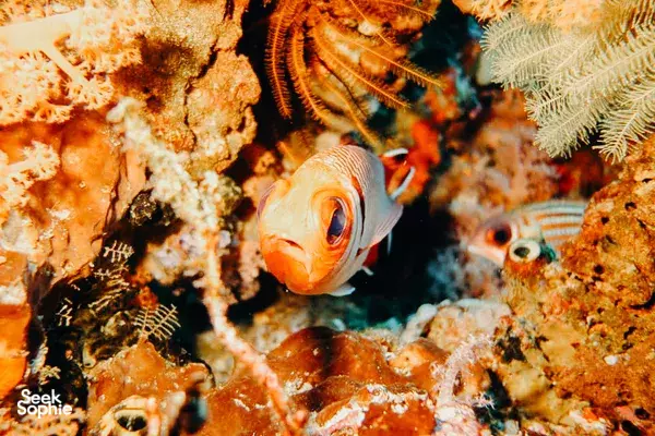 Lombok Pink Beach 2 Fun Dives from Kuta | For Macro Lovers!