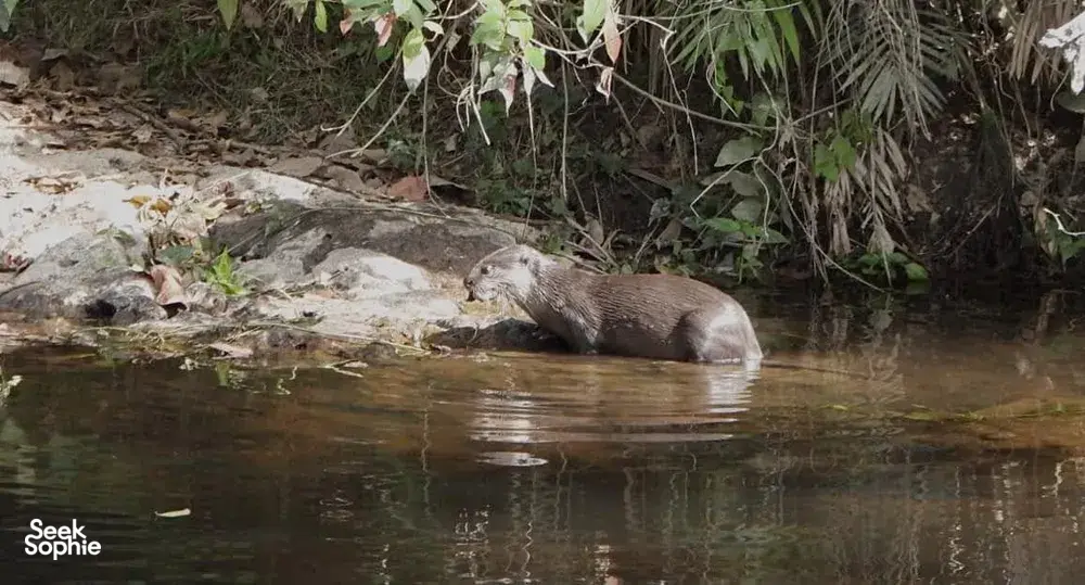 Elephant drinking at a forest river on an ethical wildlife trek in Khao Yai National Park with Wildlife Safari Thailand