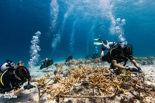 Scuba divers kneel on a sandy reef while learning open-water skills in Bali during a 3-day certification with Sanctum Dive Indonesia