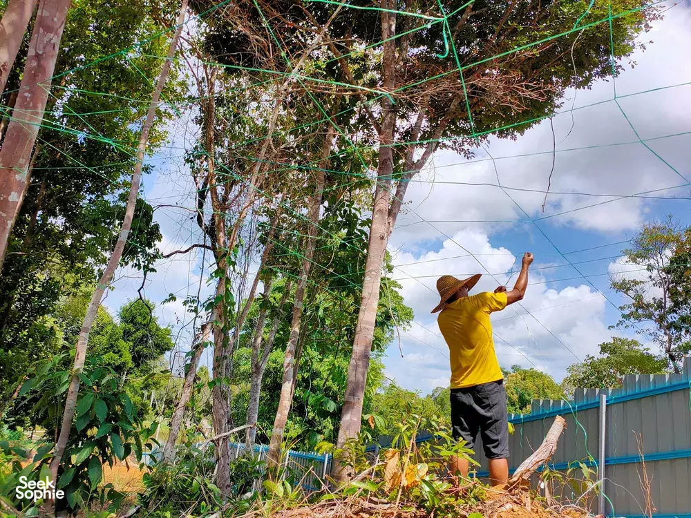 Seek Sophie option picture