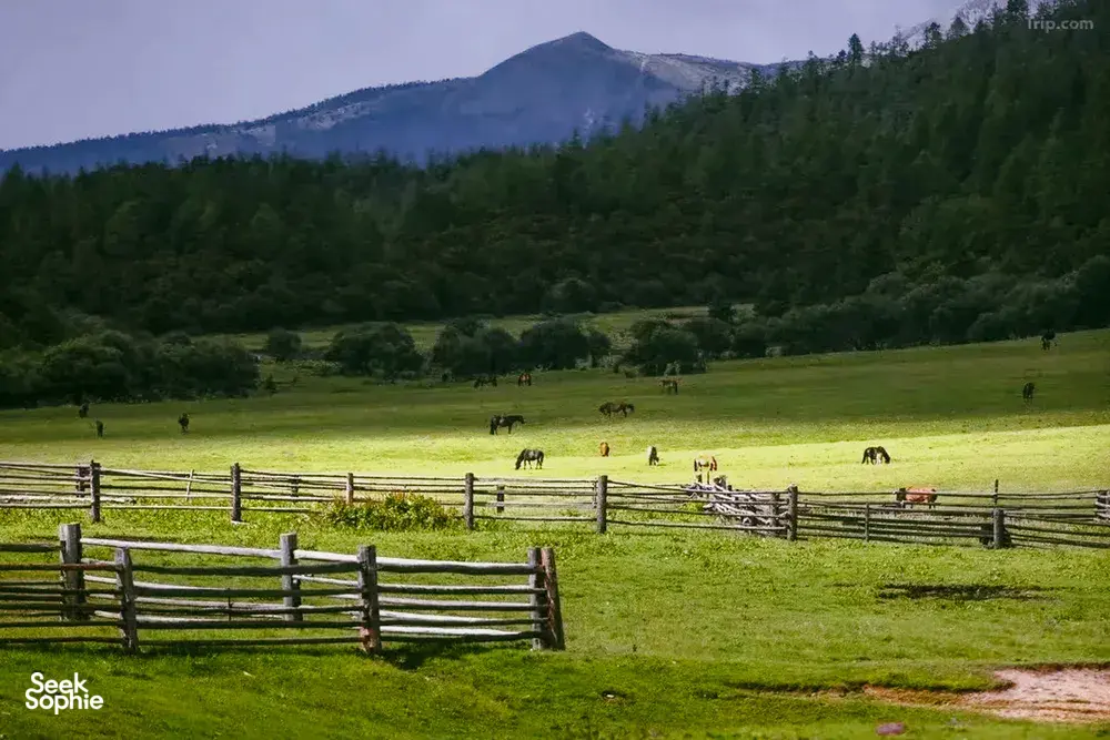 Grazing cattle in a lush high-altitude meadow with wooden fences and distant mountains around Shangri-La, Yunnan