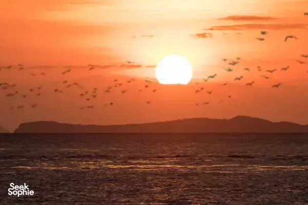 Golden sunset over calm open water and distant hills at Kalong with seabirds during a Komodo day trip from Labuan Bajo