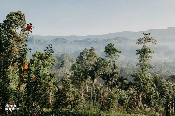 1-Day Sinharaja Rainforest & Waterfall Hike | With Amazing Nature Guide