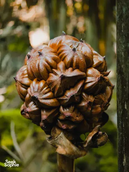 Cluster of dark sugar palm fruit hanging from a tree in Kuching, showcasing the ingredients behind Sarawak palm sugar tradition