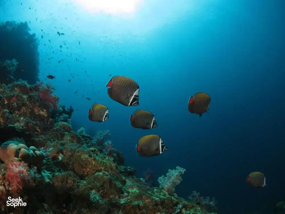 School of reef fish swimming over colourful coral on a scuba dive around Semporna Island reefs with Bigfin Divers