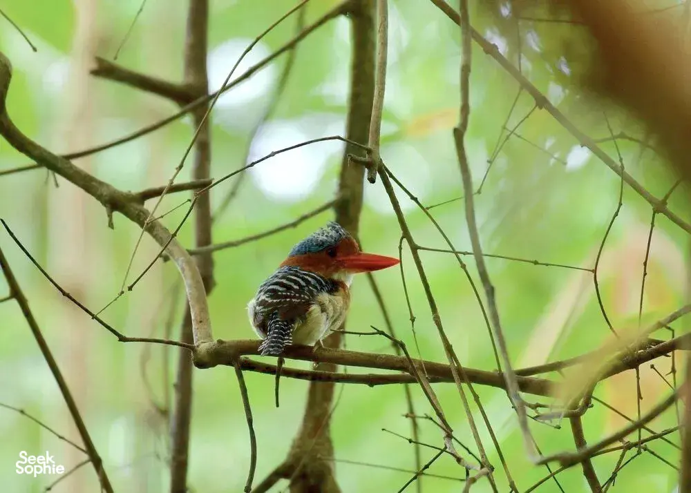 Seek Sophie option picture