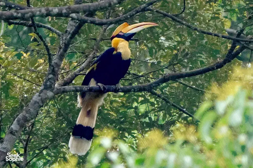 Colourful birdwatching moment in Langkawi: a crested bird perched in the canopy during Wendy Nature Guide nature interpretation