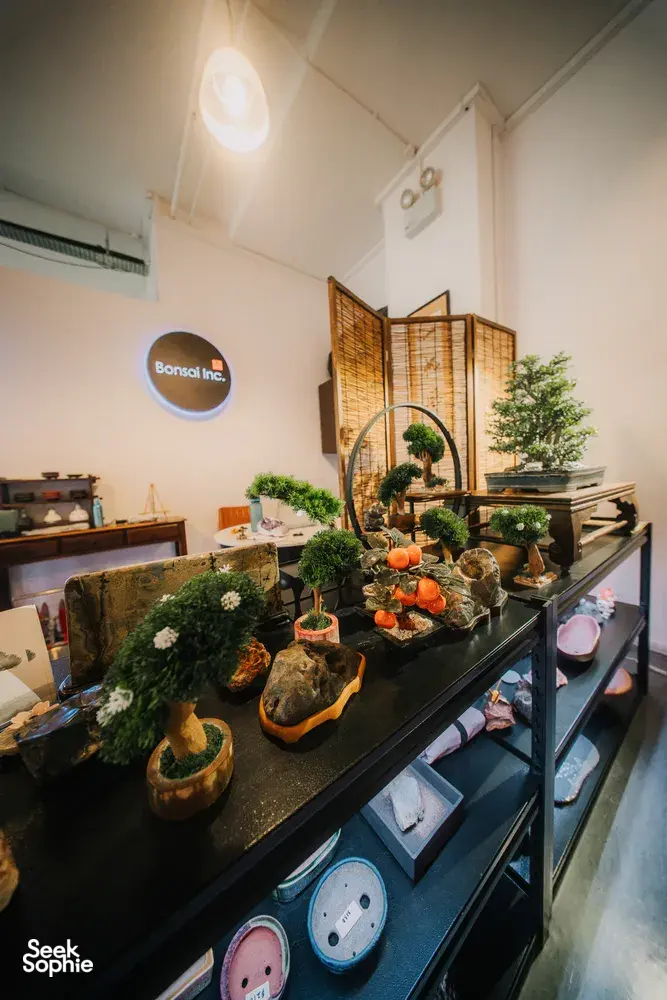 Bonsai Inc Singapore studio display of Japanese-style tropical bonsai, with many shaped trees on a long workbench
