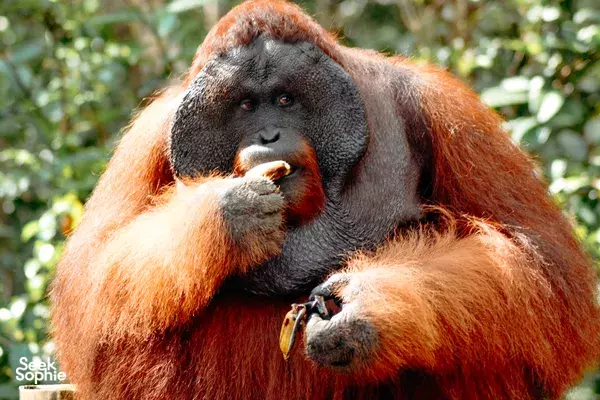 Mother and juvenile reddish apes nestled in rainforest shade during a Tanjung Puting adventure near Pangkalan Bun, orangutans