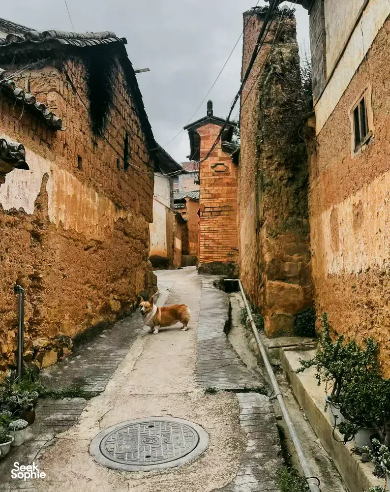 Narrow alleyway in Dali’s ancient pottery village lined with weathered brick houses, with a dog resting on the path