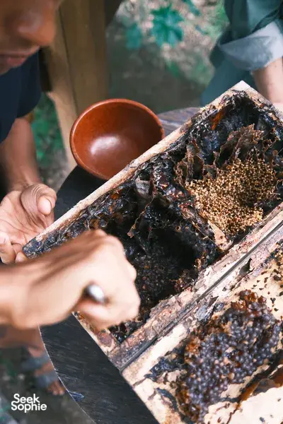 The Secret Life of Bees | Meet Unique Stingless Bee on Lombok Farm