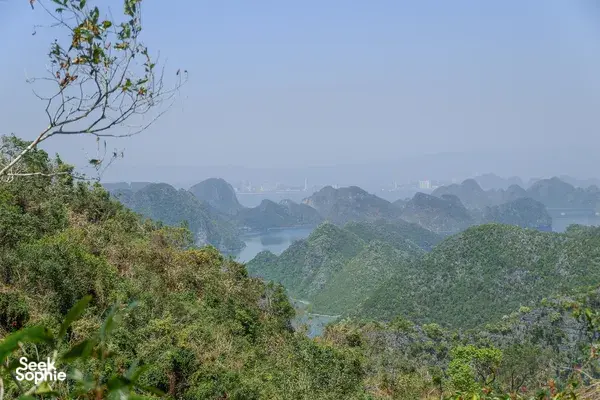 Panoramic view of Cat Ba’s karst mountains and a calm bay across the water, seen from a forested lookout above