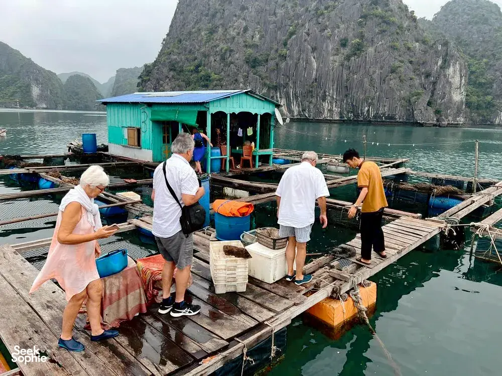 Seek Sophie option picture