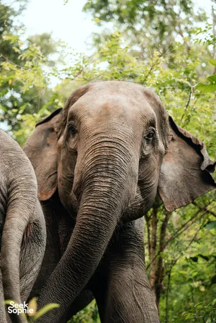 Elephant close-up peering through trees during an ethical elephant observation with Elephant Eco Trails in Chiang Mai
