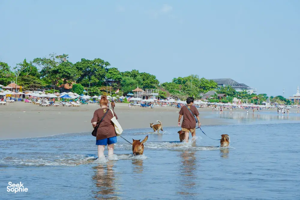 People wading through shallow sea water with dogs on a Bali shoreline, part of a Bali Conservation Adventures heritage-dog visit