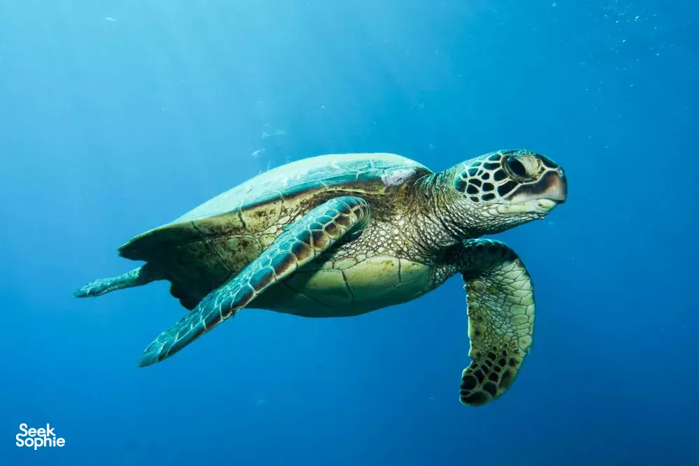 Seek Sophie option picture