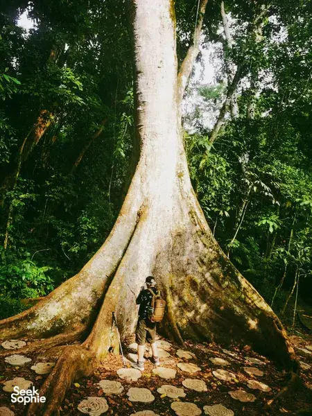Sam from Xishuangbanna walking past a towering tree trunk on a rainforest trail during a private day trip