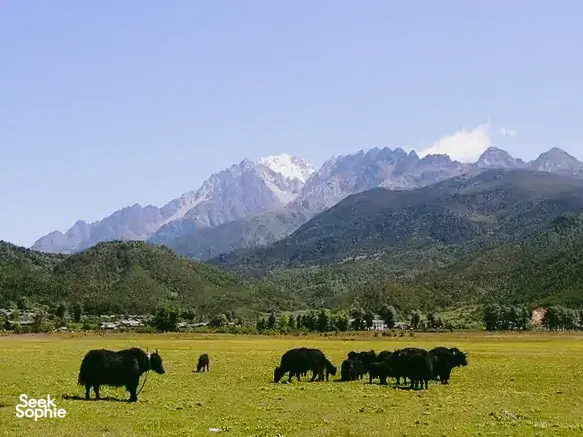 Grazing yaks in a green valley in Lijiang, with snowy mountain ridges and blue sky beyond in the distance