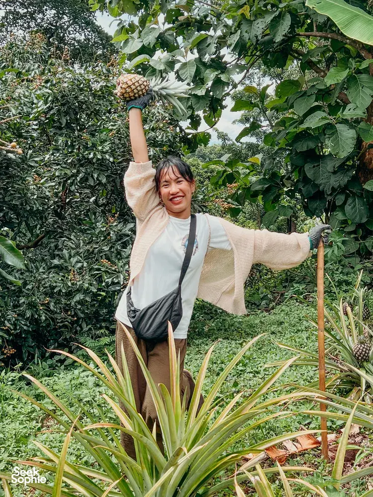 Seek Sophie option picture