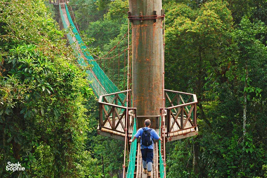 A traveller walks along a high rope-and-metal platform through Danum Valley rainforest, looking down over the canopy
