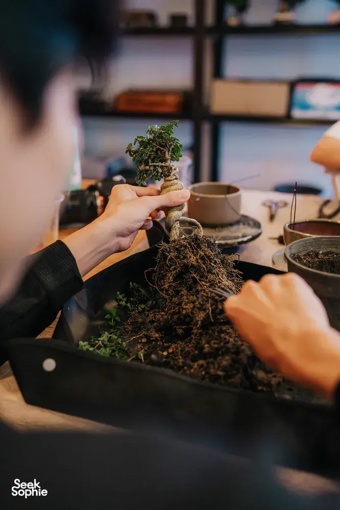 Hands picking and arranging a tropical bonsai in a pot during a Singapore workshop, with trays on the table — workshops in Singapore